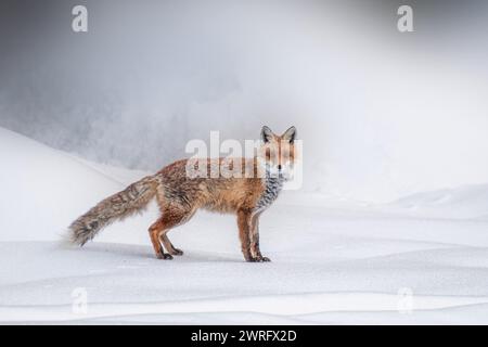 Renard roux sauvage (Vulpes vulpes) debout sur la neige gelée par une journée d'hiver froide et brumeuse dans les Alpes italiennes. Piémont, Italie. Montagnes des Alpes. Banque D'Images