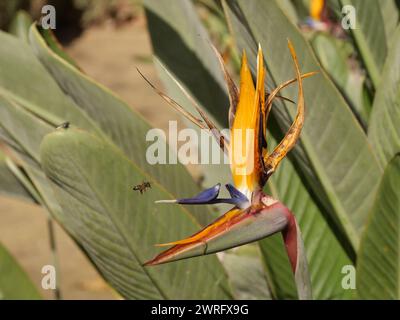 Abeille volant vers un oiseau de paradis fleur près de la Plaza de España, Séville, Espagne, février 2024 Banque D'Images