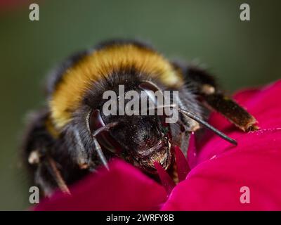 Macro Headshot Front on d'Une abeille de Bumble se nourrissant sur le nectar de la fleur de Rose Campion, Lychnis coronaria, Dorset, Royaume-Uni Banque D'Images