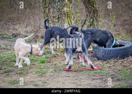 Des chiots Schnauzer géants et un chiot Bull Terrier américain du Staffordshire jouant à l'extérieur Banque D'Images