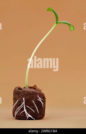 Semis de melon avec racines visibles dans un pot de granulés de coco, jeune germe d'une graine de melon poussant dans un sol de noix de coco isolé sur fond brun Banque D'Images