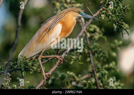 Héron Squacco (Ardeola ralloides) perché dans une colonie de hérons nicheurs. Arles, camargue, Provence, France, Europe Banque D'Images