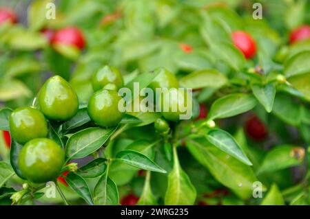 Close-up of growing chili peppers dans le potager Banque D'Images