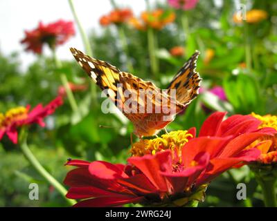 Gros plan de Monarch Butterfly se nourrit de la fleur jaune de Zinnia dans la prairie en été Banque D'Images