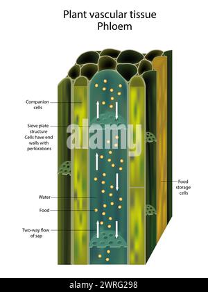 Phloème de tissu vasculaire végétal. Coupe transversale montrant les faisceaux vasculaires. Translocation de plantes vasculaires Illustration de Vecteur