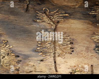 Résidus d'une larve d'un coléoptère européen, IPS typographus, dans une écorce d'arbre Banque D'Images