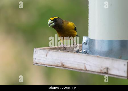 Grosbecs du soir, Vespertine Hespériphona sur une mangeoire d'oiseaux Banque D'Images