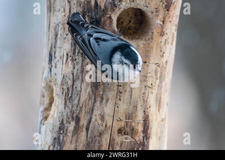 Noix à poitrine blanche, Sitta carolinensis, sur un tronc d'arbre à la recherche de nourriture Banque D'Images