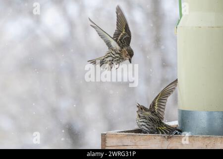 Des siskines de pin, Spinus pinus, en compétition pour la nourriture à la mangeoire d'oiseaux en hiver Banque D'Images