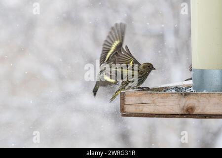 Des siskines de pin, Spinus pinus, en compétition pour la nourriture à la mangeoire d'oiseaux en hiver Banque D'Images