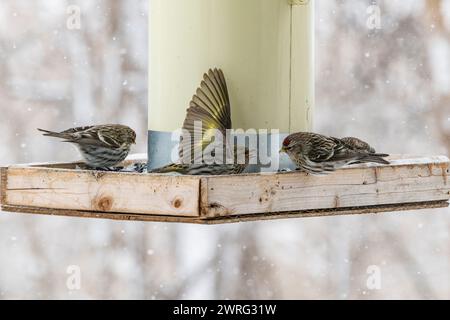 Des siskines de pin, Spinus pinus, en compétition pour la nourriture à la mangeoire d'oiseaux en hiver Banque D'Images