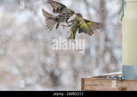 Des siskines de pin, Spinus pinus, en compétition pour la nourriture à la mangeoire d'oiseaux en hiver Banque D'Images