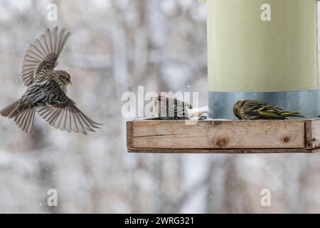 Des siskines de pin, Spinus pinus, en compétition pour la nourriture à la mangeoire d'oiseaux en hiver Banque D'Images