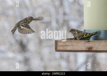 Des siskines de pin, Spinus pinus, en compétition pour la nourriture à la mangeoire d'oiseaux en hiver Banque D'Images