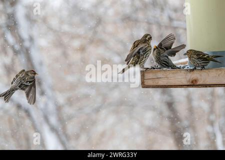 Des siskines de pin, Spinus pinus, en compétition pour la nourriture à la mangeoire d'oiseaux en hiver Banque D'Images