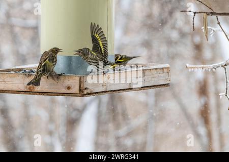 Des siskines de pin, Spinus pinus, en compétition pour la nourriture à la mangeoire d'oiseaux en hiver Banque D'Images