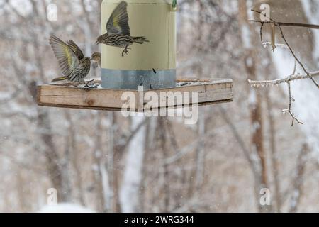 Des siskines de pin, Spinus pinus, en compétition pour la nourriture à la mangeoire d'oiseaux en hiver Banque D'Images