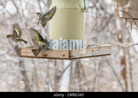 Des siskines de pin, Spinus pinus, en compétition pour la nourriture à la mangeoire d'oiseaux en hiver Banque D'Images