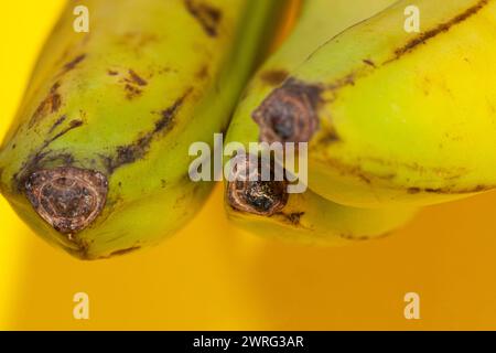 Trois bananes dans le processus du vert au noir, isolées sur un fond blanc. Le fichier contient un chemin d'accès à l'isolation. Photo de haute qualité Banque D'Images