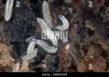 Larves de mouches des fruits (Drosophila melanogaster) sur une banane pourrie. Banque D'Images