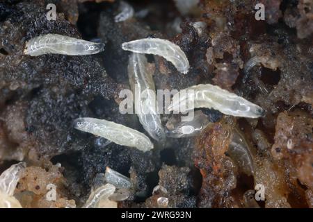 Larves de mouches des fruits (Drosophila melanogaster) sur une banane pourrie. Banque D'Images