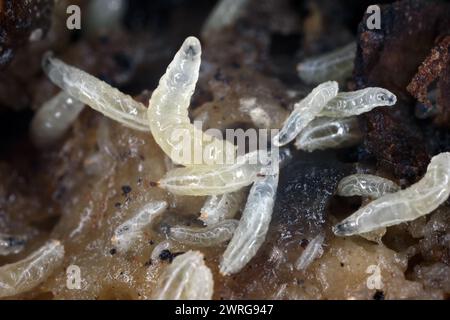 Larves de mouches des fruits (Drosophila melanogaster) sur une banane pourrie. Banque D'Images