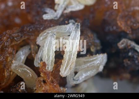 Larves de mouches des fruits (Drosophila melanogaster) sur une banane pourrie. Banque D'Images