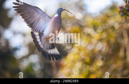 Un pigeon de bois portant une brindille dans son bec qui arrive à la terre avec des ailes déployées sur le site de nidification. Banque D'Images