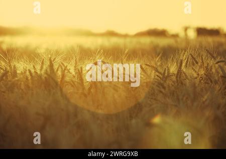 oreille mature et sèche de blé doré dans les gouttes après la pluie dans un champ au coucher du soleil. Récolte. Banque D'Images