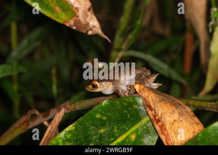 Madagascar grenouille aux yeux brillants, Boophis madagascariensis, Ranomafana, Ifanadiana, Vatovavy Fitovinany, Madagascar Banque D'Images