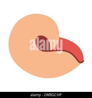 Coquillage dessiné à la main. Coquillage d'illustration plate de style de dessin animé isolé sur fond blanc. Illustration vectorielle Illustration de Vecteur