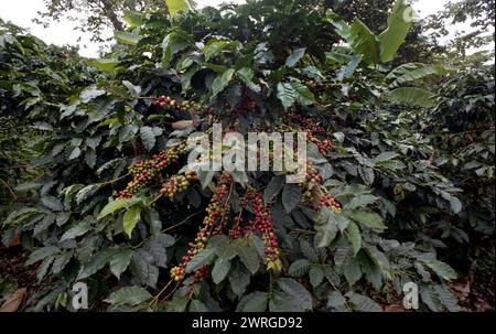 Colour shot Coffee Plantation, les montagnes des Andes, Medellin, Colombie, Amérique du Sud avec cueilleurs de café, plants de café, grains de café Banque D'Images