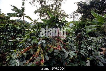 Colour shot Coffee Plantation, les montagnes des Andes, Medellin, Colombie, Amérique du Sud avec cueilleurs de café, plants de café, grains de café Banque D'Images