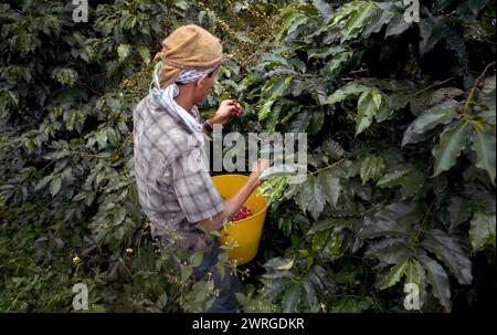 Colour shot Coffee Plantation, les montagnes des Andes, Medellin, Colombie, Amérique du Sud avec cueilleurs de café, plants de café, grains de café Banque D'Images