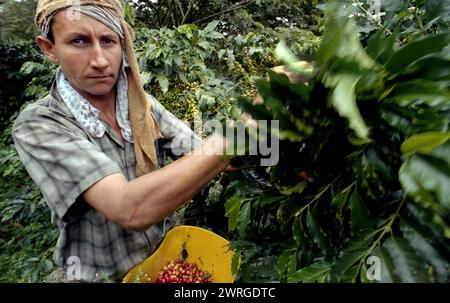 Colour shot Coffee Plantation, les montagnes des Andes, Medellin, Colombie, Amérique du Sud avec cueilleurs de café, plants de café, grains de café Banque D'Images