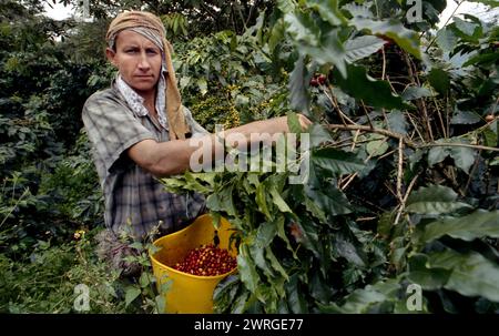 Colour shot Coffee Plantation, les montagnes des Andes, Medellin, Colombie, Amérique du Sud avec cueilleurs de café, plants de café, grains de café Banque D'Images