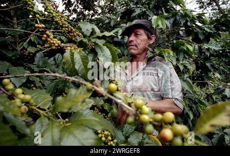 Colour shot Coffee Plantation, les montagnes des Andes, Medellin, Colombie, Amérique du Sud avec cueilleurs de café, plants de café, grains de café Banque D'Images