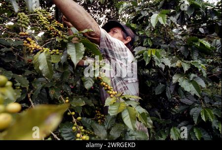 Colour shot Coffee Plantation, les montagnes des Andes, Medellin, Colombie, Amérique du Sud avec cueilleurs de café, plants de café, grains de café Banque D'Images