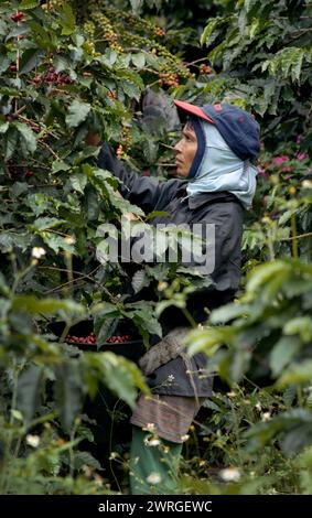 Colour shot Coffee Plantation, les montagnes des Andes, Medellin, Colombie, Amérique du Sud avec cueilleurs de café, plants de café, grains de café Banque D'Images