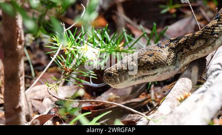 Un python australien Diamond Banque D'Images