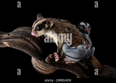 Gros plan d'un planeur à sucre (Petaurus breviceps) sur une branche avec un joey sur le dos, Indonésie Banque D'Images