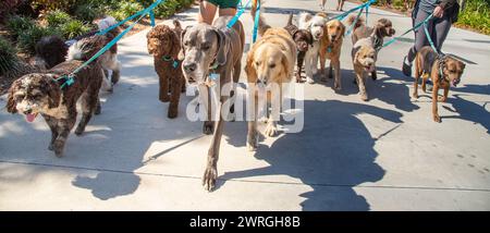 Gros plan de deux personnes prenant un groupe de chiens pour une promenade, Floride, États-Unis Banque D'Images