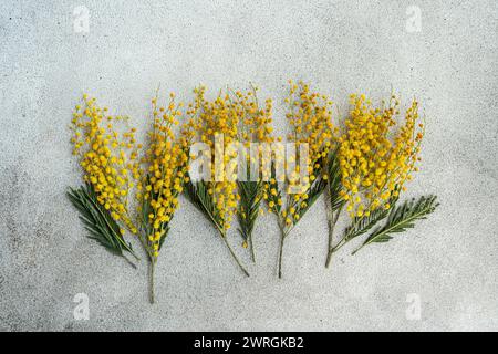 Vue aérienne de tiges de fleurs de mimosa jaunes couchées côte à côte sur une table Banque D'Images