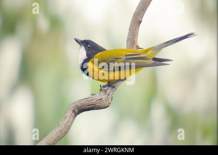 Sifflet doré mâle (Pachycephala pectoralis) perché sur une branche d'arbre, Melbourne, Victoria, Australie Banque D'Images