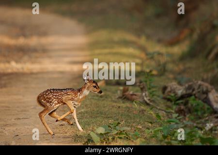 Chital ou Cheetal - axe de l'axe également repéré cerf, originaire du sous-continent indien, jeune veau courant à travers la route. Banque D'Images