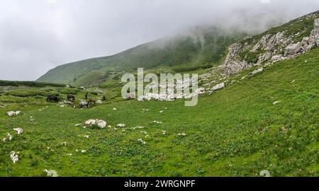 Un troupeau de moutons et un berger paissent de l'herbe dans les hautes prairies de la montagne Shara. Montagnes Shar, Popova Shapka. Banque D'Images
