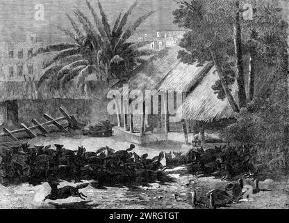 Une bousculade de chacals dans les environs de Calcutta, 1864. 'Une promenade à travers Calcutta vers minuit révèle à l'étranger européen de nombreux sites et sons curieux... [en dehors des] habitations ordinaires et des magasins... sont les propriétaires dormant sur des charpoys (lits très primitifs) dans les façades ouvertes, répondant à la véranda des maisons... de chaque côté il y a des centaines de grands cocotiers... alors qu'il tourne au coin de la rue un bruit précipité dirige son attention vers une masse mouvante de créatures vivantes... un cri perçant, comme celui d'un malheureux dans l'extrémité la plus effroyable de la terreur, se lève sur son e Banque D'Images