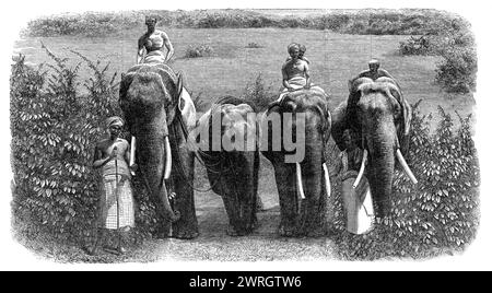 Mode de capture d'éléphants sauvages à Ceylan : apprivoiser un éléphant sauvage, 1864. Gravure d'une photographie «... de la grande expédition d'attrapage d'éléphants à un endroit appelé Ebbewellepittia... afin d'offrir le plus grand sport et divertissement à leurs visiteurs européens... rien n'était plus remarquable que la... gentillesse dont témoignaient les éléphants apprivoisés dans leur traitement des jeunes sauvages... pendant le processus de noose A. jeune, ils essayaient de l'inciter à obéir en le caressant avec leurs troncs... quand l'éléphant au nez était resté attaché pendant quelques heures, et que son esprit était un peu Banque D'Images