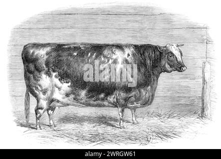 Le premier prix de la vache Shorthorn, 1864. 'Northumberland... s'est battu dur pour les honneurs shorthorn contre toute l'Angleterre, et a réussi à gagner un huitième d'entre eux - viz., une première pour les vaches, une deuxième pour les génisses en appel ou lait, et un troisième pour les taureaux. Evelina 4e, la gagnante du premier prix de vache, est une roan sombre, élevée par Sir Matthew White Ridley, député de Blagdon, et est par Sir Colin (16,953), mère, Evelina par Lauderdale'. Tiré de "Illustrated London News", 1864. Banque D'Images