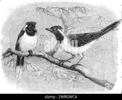 Ajouts récents à la collection de la Zoological Society, Regent's Park, [Londres], 1864. '...le jay piléé (Cyanocorax cyanopogon)...from les forêts du Brésil...[spécimens d'un groupe d'animaux]...importés de diverses parties du continent américain, et la plus grande partie d'entre eux représentent des espèces qui avaient été précédemment amenées vivantes dans ce pays.... la [collection] de la société de vivre animals...now englobe plus de 1700 individus de toutes les parties du monde. Tiré de "Illustrated London News", 1864. Banque D'Images